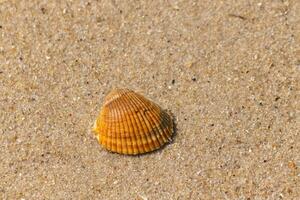 cette jolie du sang arche coquillage allonger sur le le sable de étant lavé en haut par le le surf. je l'amour le façon ces Regardez comme Ventilateurs et crêtes, comme une coquille coquille avec différent nuances de marron. photo