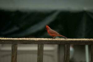 cette magnifique Masculin cardinal venu en dehors à le balustrade de le plate-forme pour certains graines pour oiseaux. le jolie oiseau id une brillant rouge Couleur et presque rappelle vous de Noël. le peu noir masque des stands dehors. photo