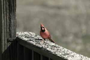 cette magnifique rouge cardinal venu en dehors à le marron en bois balustrade de le plate-forme pour aliments. le sien magnifique mohawk permanent tout droit en haut avec le sien noir masque. cette peu aviaire est entouré par graines pour oiseaux. photo