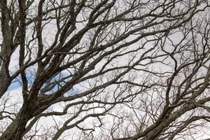 nu branches de une arbre atteindre dehors. le longue membres sont sans pour autant feuilles dû à le tomber saison. à la recherche comme tentacules ou une squelettique structure. le bleu ciel pouvez être vu dans le retour avec blanc des nuages. photo