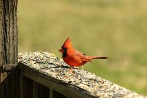 cette magnifique rouge cardinal venu en dehors à le marron en bois balustrade de le plate-forme pour aliments. le sien magnifique mohawk permanent tout droit en haut avec le sien noir masque. cette peu aviaire est entouré par graines pour oiseaux. photo