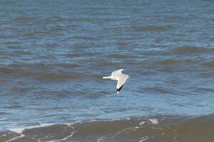 cette mouette dans cette image est planant à travers le l'eau dans chercher de aliments. le grand ailes sont propager donc il pouvez planer le long de le baie brise. le jolie blanc, gris, et noir plumes supporter dehors. photo