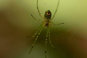 verger araignée vu pendaison dans sa la toile. le rouge point sur sa corps des stands en dehors de le vert. le arachnides longue jambes Regardez translucide comme elle détient sur le soie brins, attendre pour proie. photo