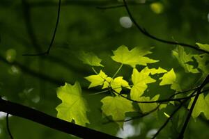 ces sont le feuilles de le sucre érable, lequel étaient pendaison dans le forêt. le lumière du soleil reflétant de presque fait du leur Regardez comme elles ou ils sont embrasé. le plis dans le feuille sont réellement veines. photo