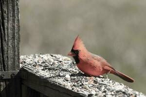 cette magnifique rouge cardinal venu en dehors à le marron en bois balustrade de le plate-forme pour aliments. le sien magnifique mohawk permanent tout droit en haut avec le sien noir masque. cette peu aviaire est entouré par graines pour oiseaux. photo