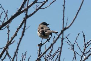 cette mignonne peu oiseau moqueur Sam posant dans le arbre lorsque je a pris le photo. le branches il Sam dans fait ne pas avoir tout feuilles à cacher lui. le hiver saison est juste fin et printemps est en arrivant. photo