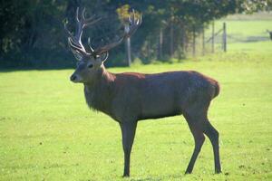 une vue de une rouge cerf dans le Cheshire campagne sur une ensoleillé journée photo