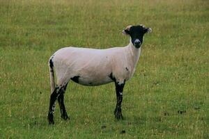 une vue de une mouton dans une Prairie photo