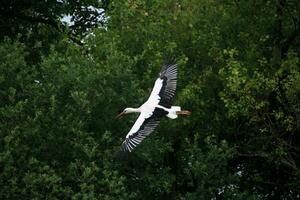 une vue de une blanc cigogne photo