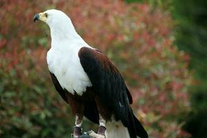 une vue de un africain mer Aigle photo