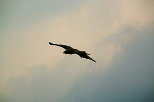 une vue de une rouge cerf-volant photo