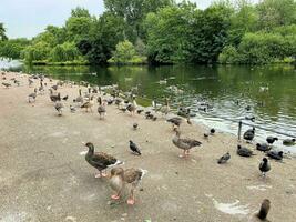 une vue de certains canards et oies dans Londres photo