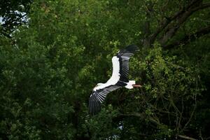 une vue de une blanc cigogne photo