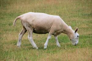 une vue de une mouton dans une Prairie photo