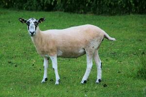 une vue de une mouton dans une Prairie photo