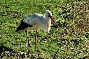 une vue de une blanc cigogne photo