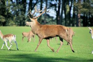 une vue de une rouge cerf dans le Cheshire campagne sur une ensoleillé journée photo