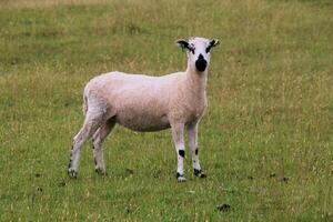 une vue de une mouton dans une Prairie photo