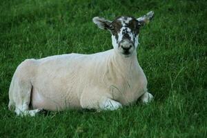 une vue de une mouton dans une Prairie photo