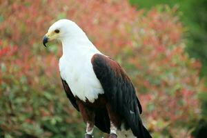 une vue de un africain mer Aigle photo