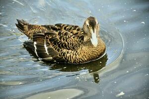 une vue de un eider canard photo