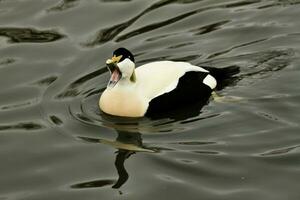 une vue de un eider canard photo