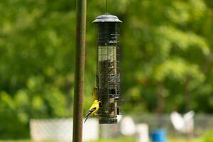 je l'amour le Regardez de ces chardonnerets sur cette mangeoire pour les oiseaux. le vivement coloré des oiseaux vraiment l'amour à viens en dehors à avoir certains noir pétrole tournesol graine. je l'amour le Jaune et noir plumes. photo