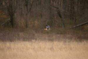 crécerelle en volant à travers une champ. cette oiseau, aussi connu comme une moineau faucon est le le plus petit faucon. le jolie Orange et bleu de le plumage des stands en dehors parmi le marron feuillage représentant le tomber saison. photo