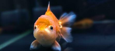 eau fraiche aquarium poisson, poisson rouge de Asie dans aquarium, carassius auratus photo