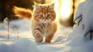 mignonne chaton en jouant dans le neige entouré par la nature beauté photo