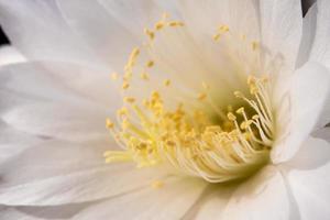 Pétale fragile de couleur blanche de fleur de cactus echinopsis