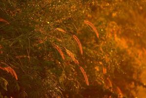 fleur d'herbe et lumière étincelante de la rosée de la lumière du matin photo