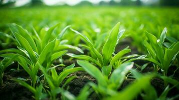 fraîcheur et croissance dans agriculture la nature vert Couleur photo