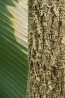 texture de surface abstraite et tranchées sur l'écorce du tronc d'arbre photo