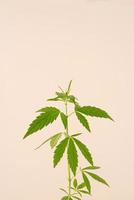 plante de cannabis sur fond beige photo