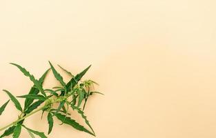 plante de cannabis sur fond beige photo