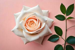 une blanc Rose sur une rose Contexte. généré par ai photo