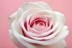 une blanc Rose est montré contre une rose Contexte. généré par ai photo