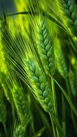 vert orge pointe fermer, vert blé, plein grain, proche en haut de un oreille de vert blé, ai génératif photo