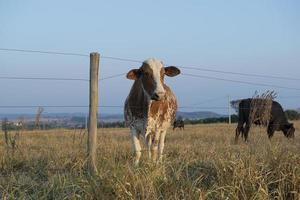 belle vache hollandaise tachetée de brun et de blanc paissant photo