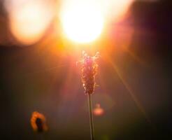 Buckhorn dans le soir Soleil photo