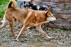 une mignonne chien photo