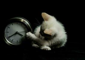 chaton et l'horloge photo