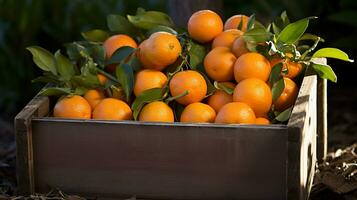 fraîchement choisi mandarin fruit de jardin mis dans le des boites. génératif ai photo