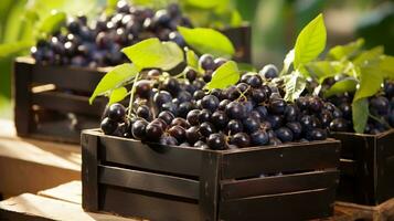 fraîchement choisi jabuticaba fruit de jardin mis dans le des boites. génératif ai photo