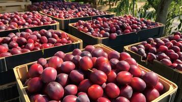 fraîchement choisi Japonais prune fruit de jardin mis dans le des boites. génératif ai photo