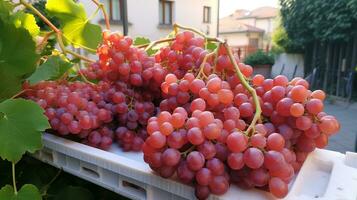 fraîchement choisi grain de raisin fruit de jardin mis dans le des boites. génératif ai photo