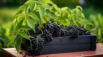 fraîchement choisi sureau fruit de jardin mis dans le des boites. génératif ai photo