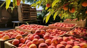 fraîchement choisi Champagne fruit de jardin mis dans le des boites. génératif ai photo