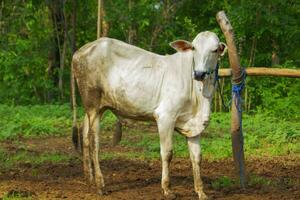 vache. ongole métis bétail ou Javanais vache ou blanc vache ou sapi peranakan ongole ou bos Taureau est le le plus grand bétail dans Indonésie dans traditionnel cultiver, Indonésie. traditionnel bétail reproduction photo